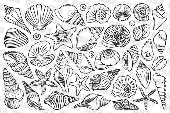 Download Line Art Seashell Illustrations - Art Collection